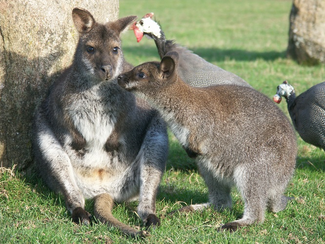 Tropical Parc – Image 5
