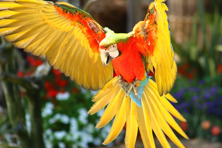 Tropical Parc – Image 4